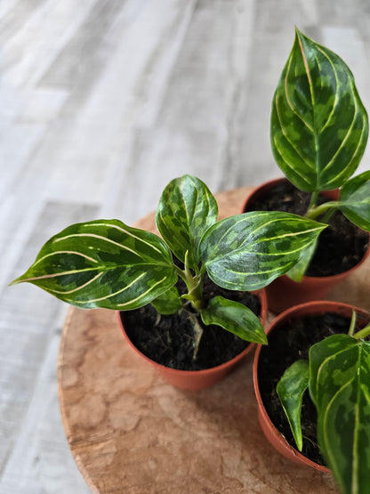 Aglaonema 'Red Army