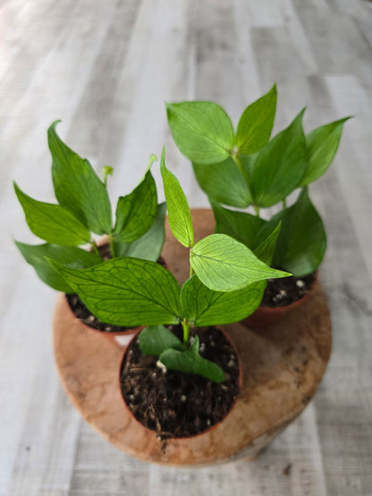 Hoya polyneura