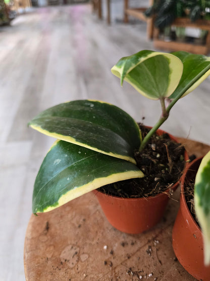 Hoya latifolia albomarginata 'Round leaf'