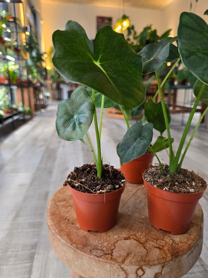 Alocasia micholitziana Round Form