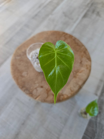 Alocasia Imperial Red (JP)
