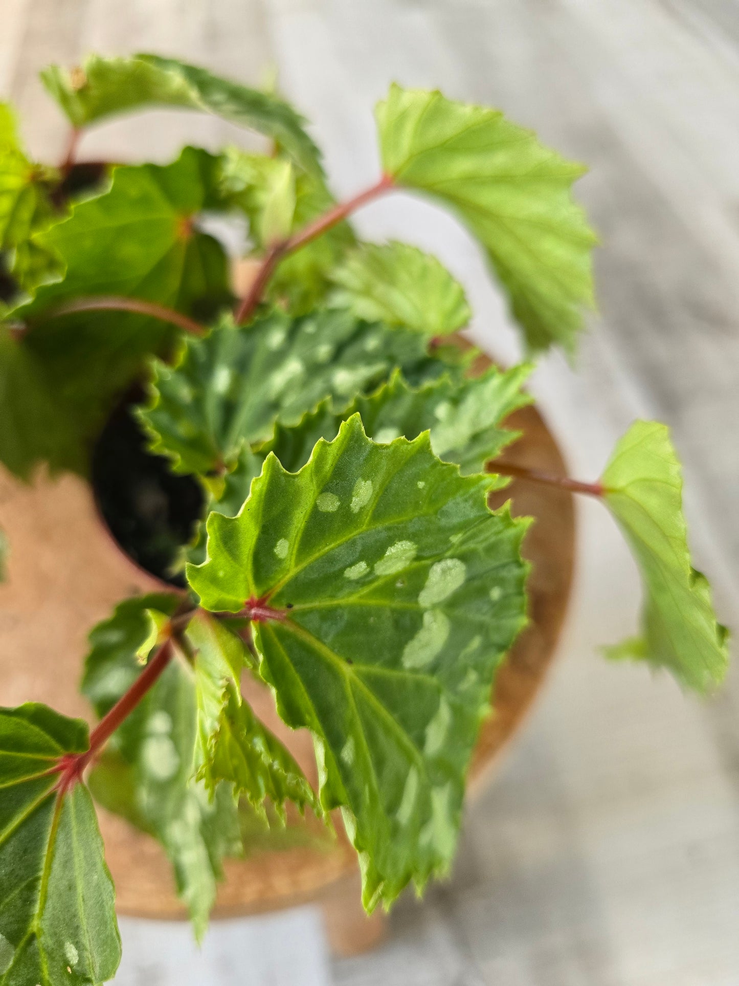 Begonia Mantuk