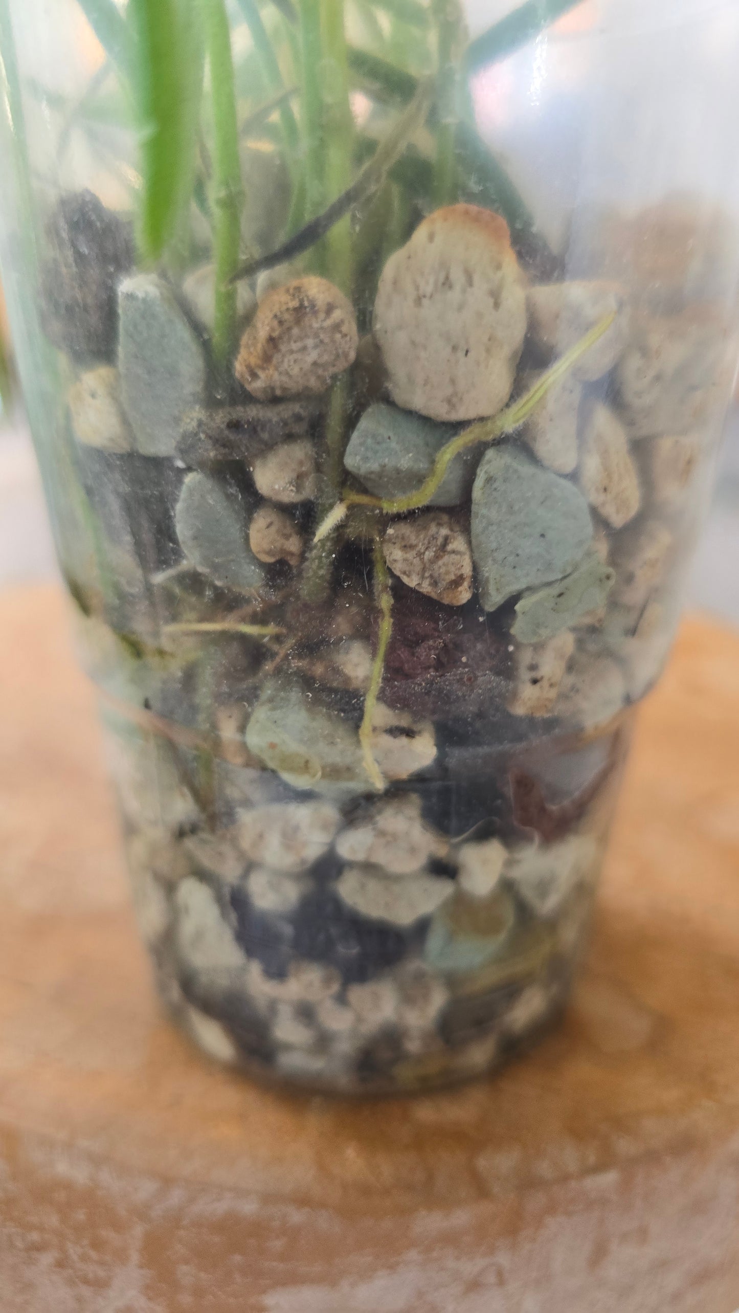 Hoya Linearis (JP)