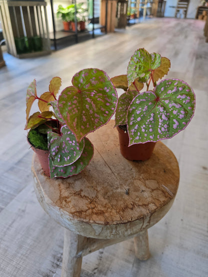 Begonia Muara Wahau