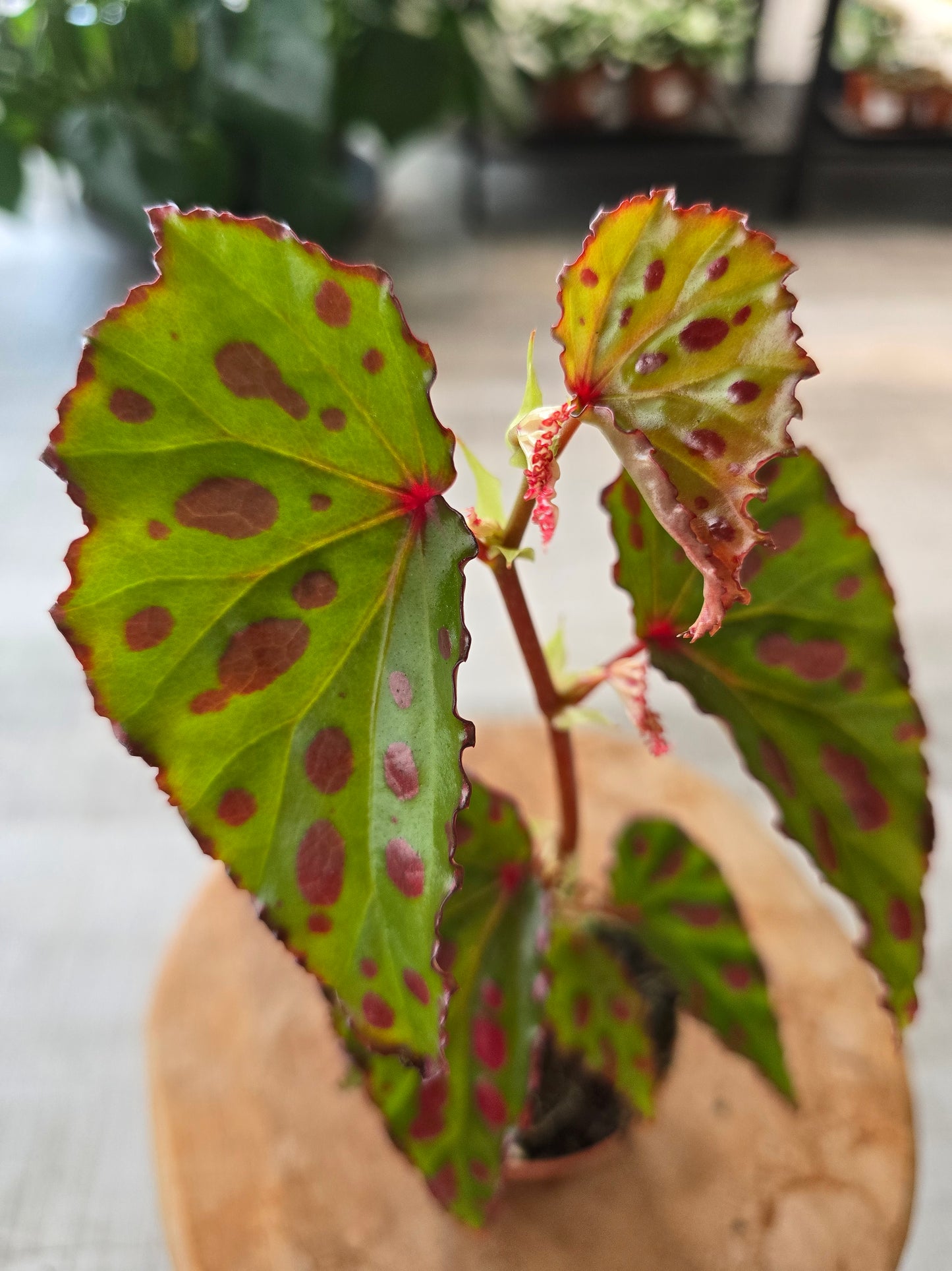 Begonia Pink Dottie
