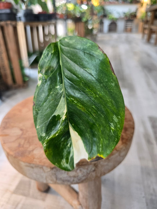 Monstera Lechleriana variegata (RC7)