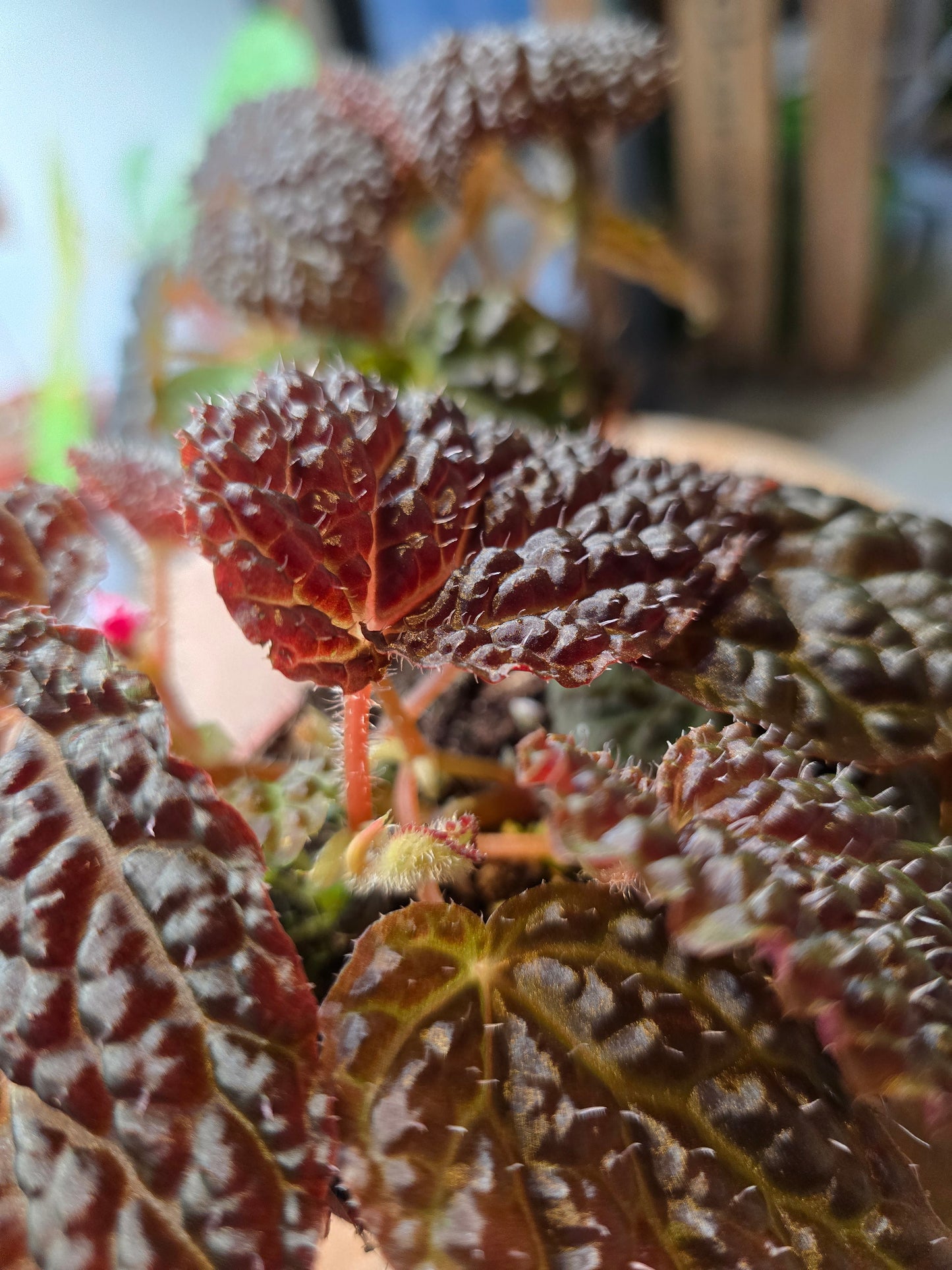 Begonia Ferox