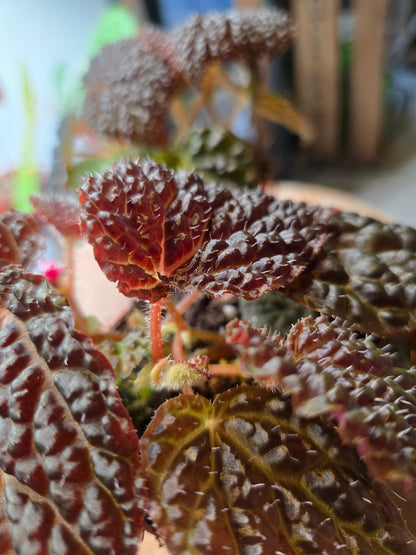Begonia Ferox