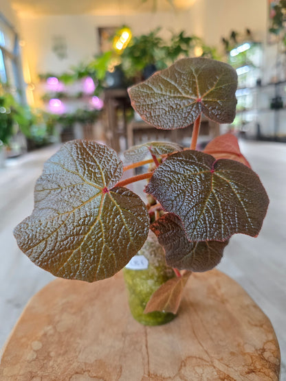 Begonia Boomer (RC1)