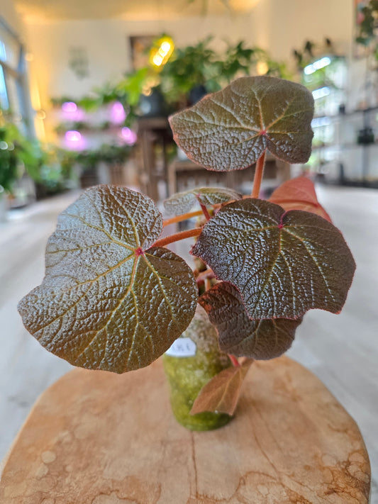 Begonia Boomer (RC1)