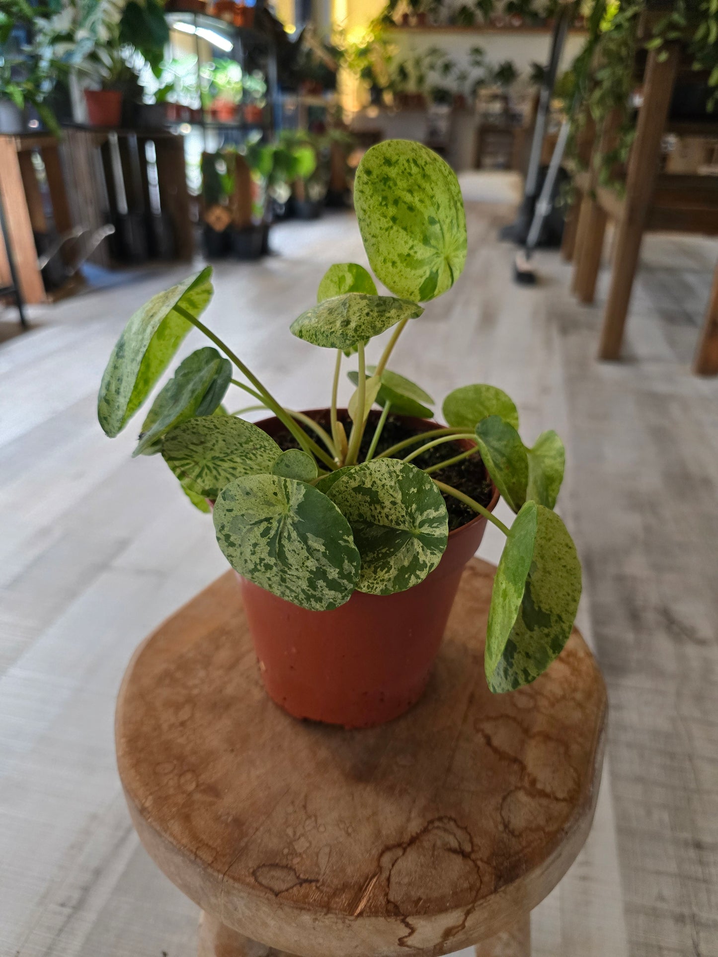 Pilea peperomioides 'Mojito'