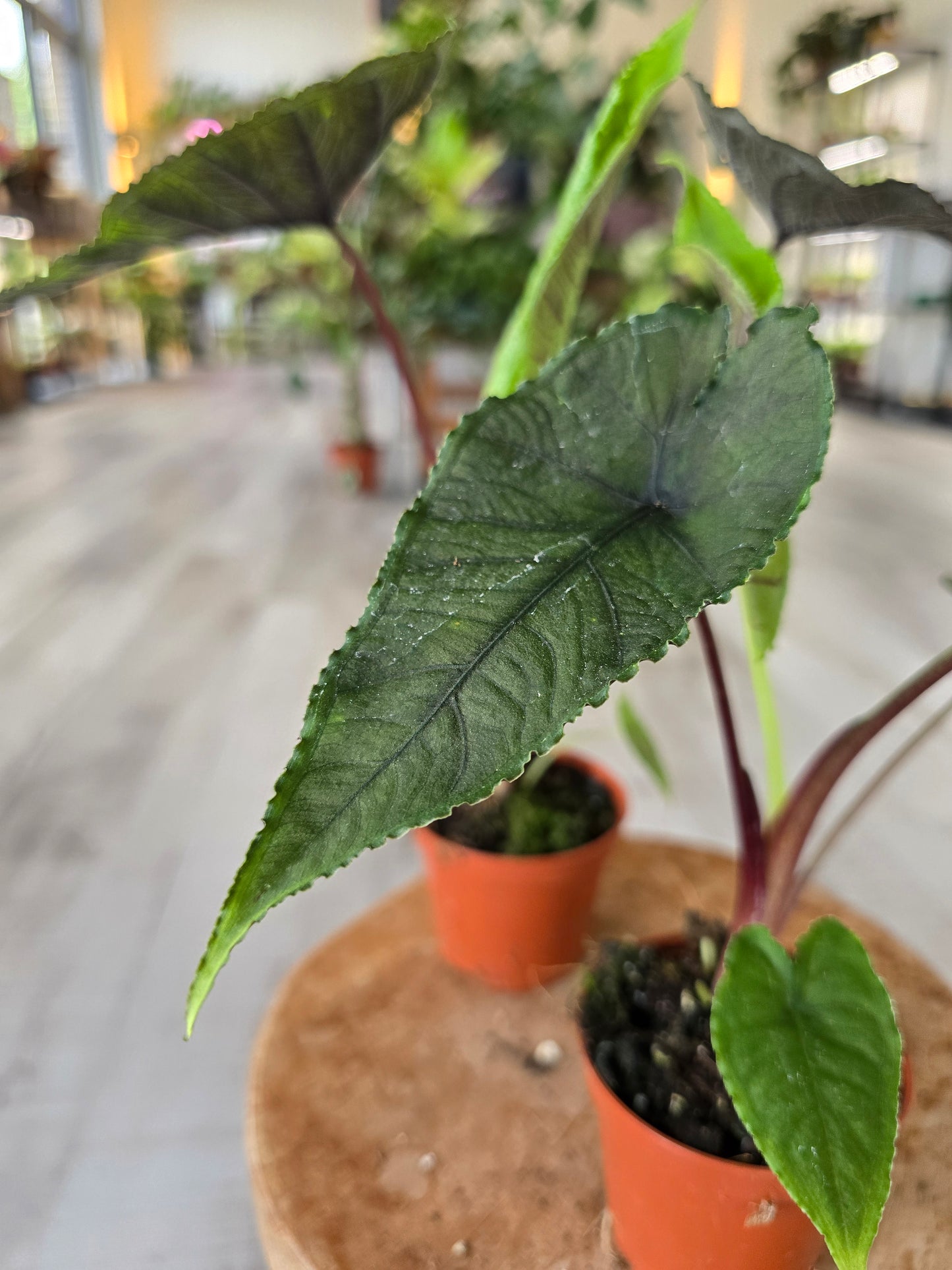 Alocasia Olanii