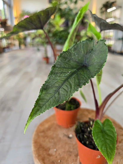 Alocasia Olanii