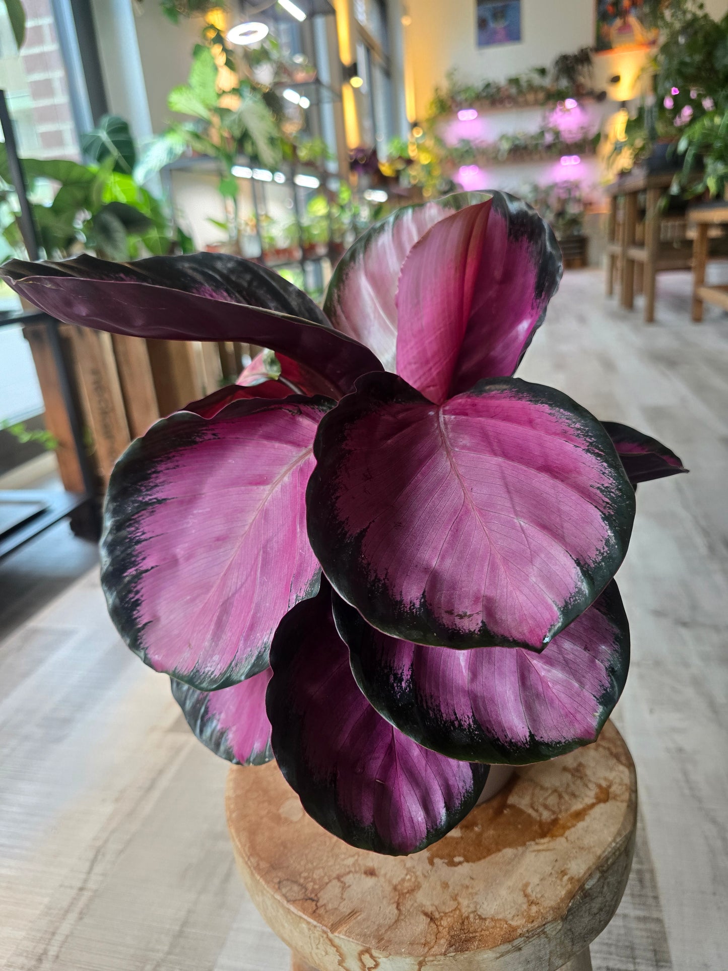 Calathea Roseopicta