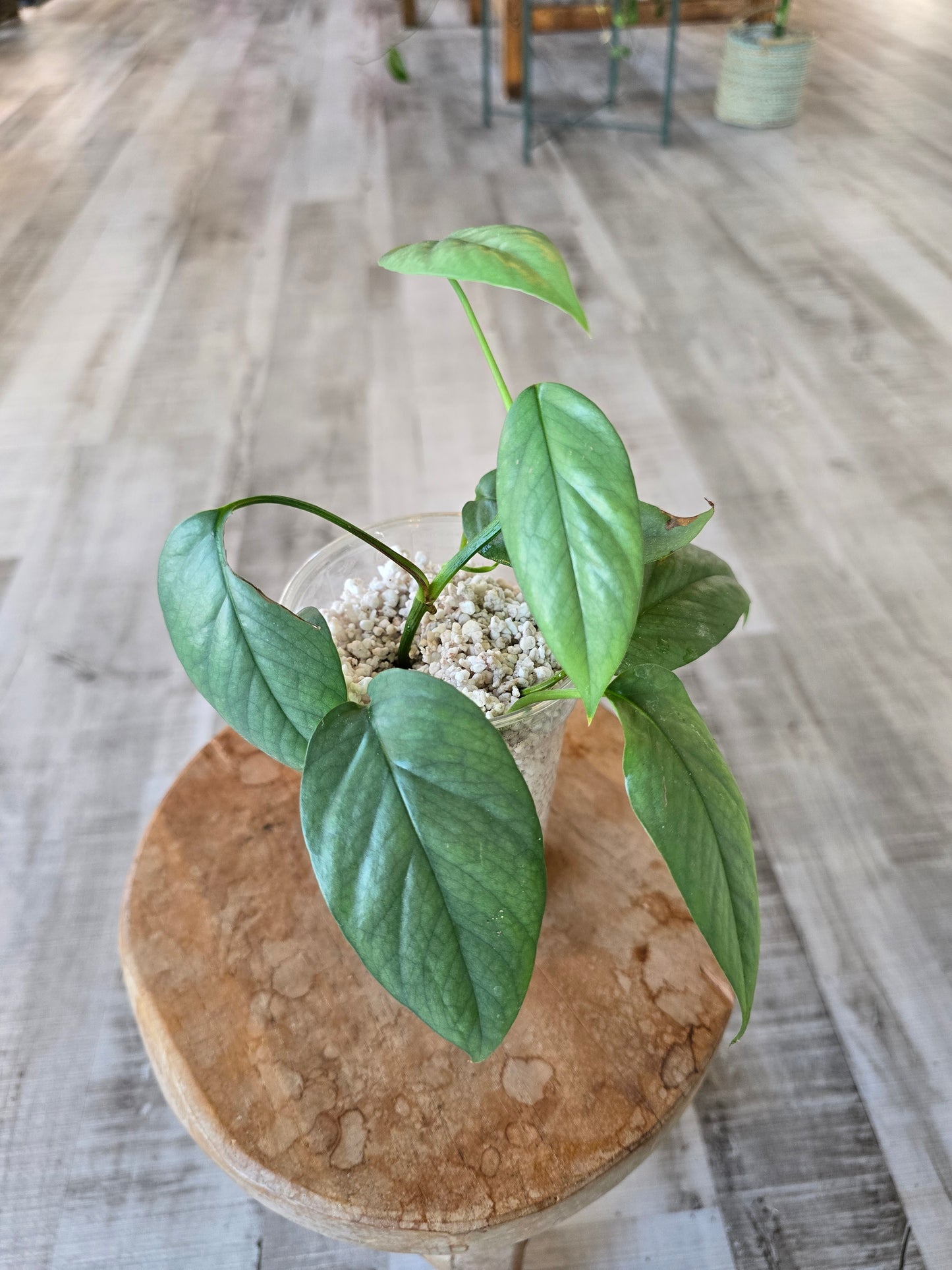Epipremnum Cebu Blue (RC)