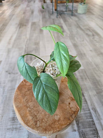 Epipremnum Cebu Blue (RC)