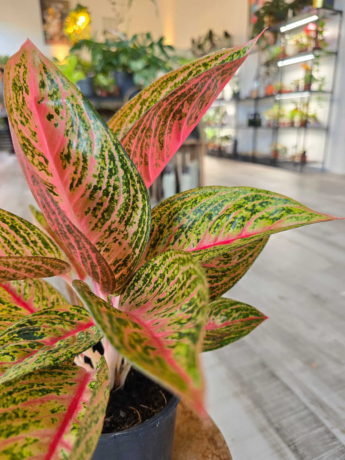 Aglaonema Grand Poppy