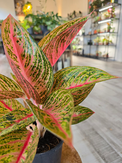 Aglaonema Grand Poppy