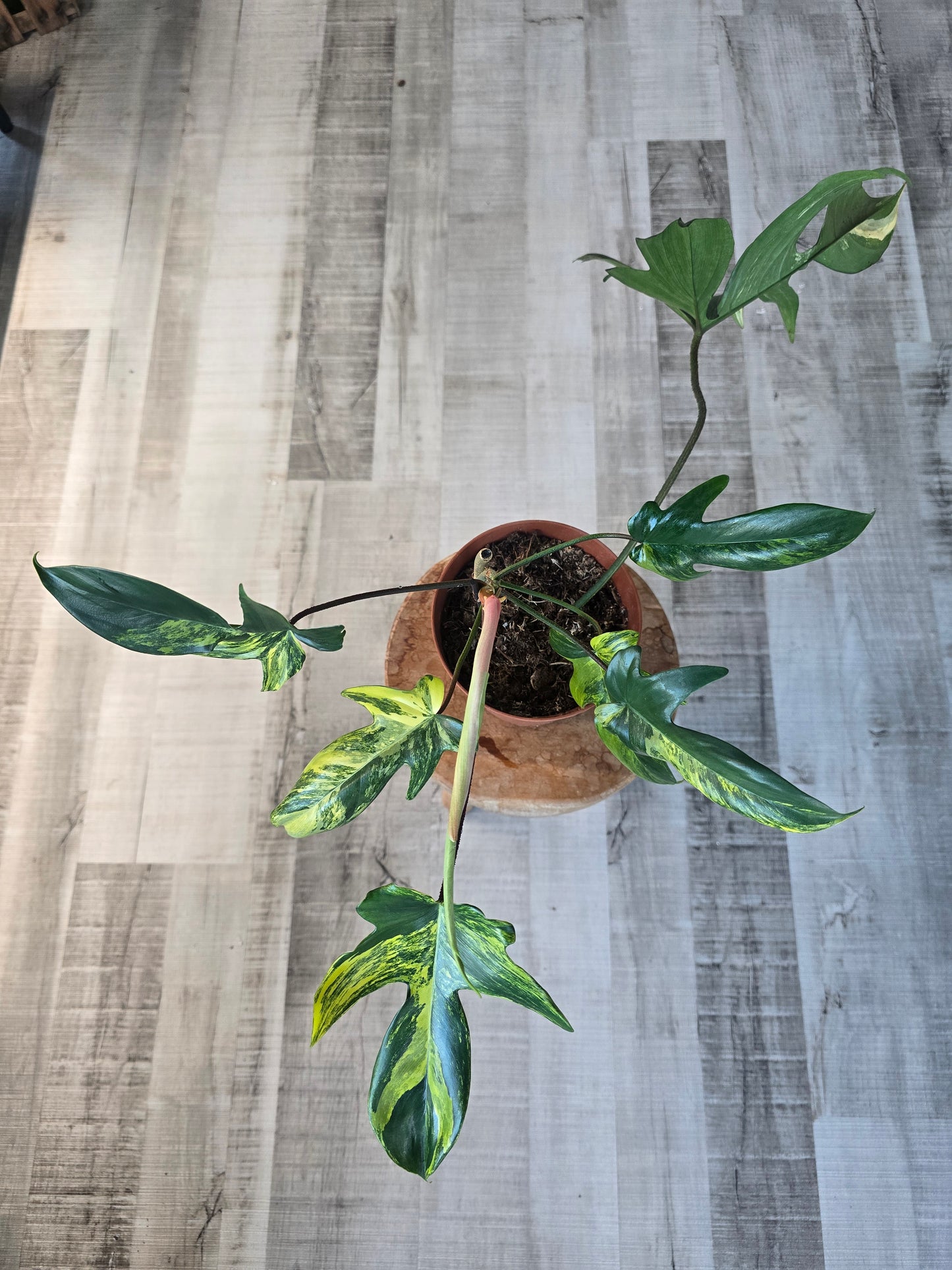 Philodendron Florida Beauty (9)