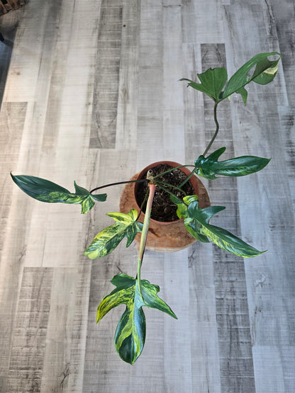 Philodendron Florida Beauty (9)