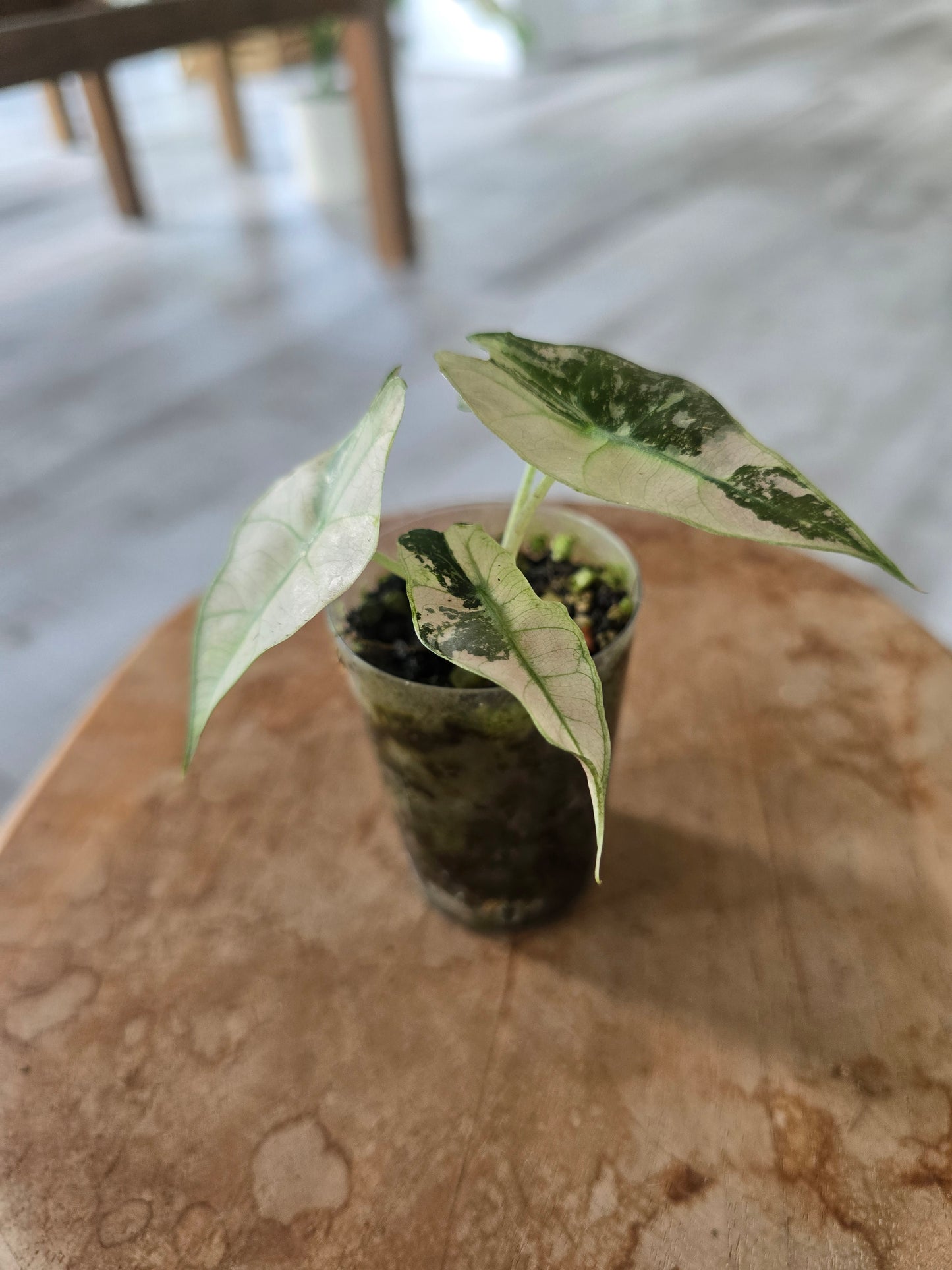 Alocasia Polly pink variegata (high variegated P2)