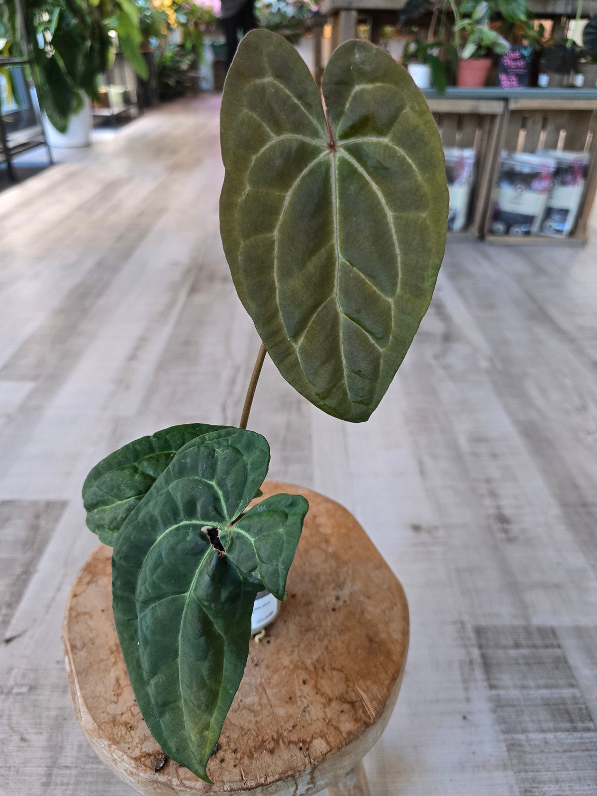 Anthurium Ace of Spades Dark Form × papillilaminum