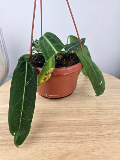 Anthurium pallidiflorum (SC)