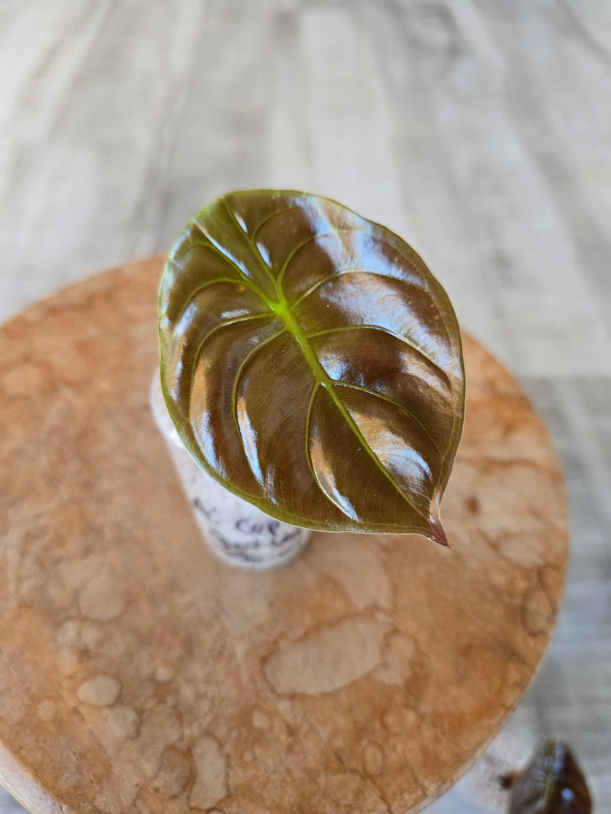 Alocasia Cuprea Red Secret (JP)