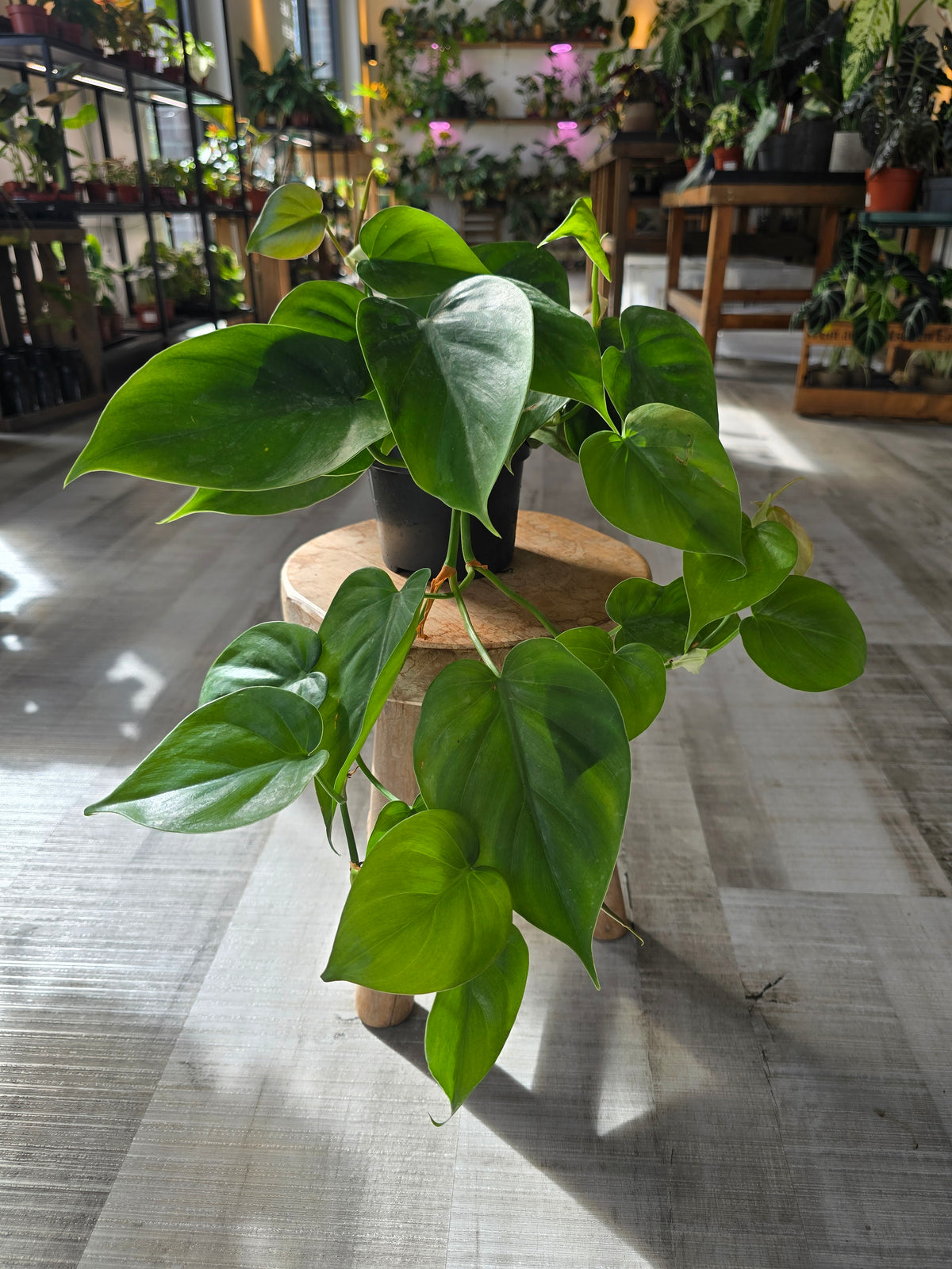 Philodendron scandens