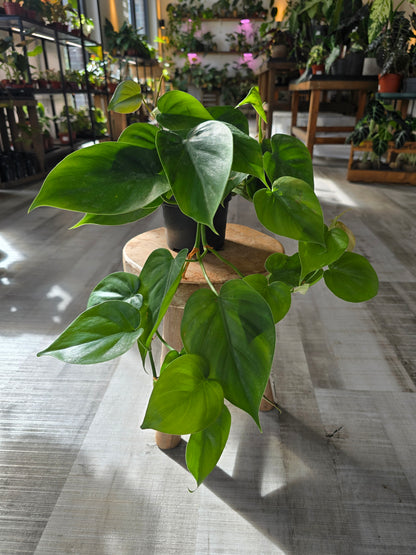 Philodendron scandens