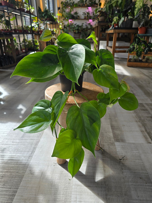 Philodendron scandens
