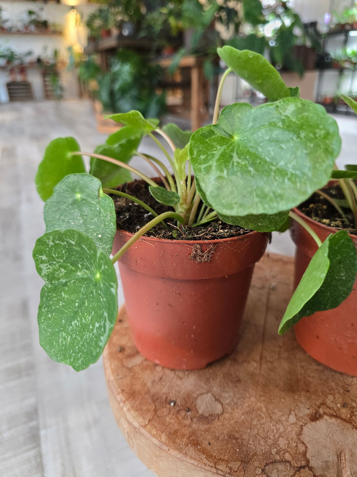 Pilea peperomioides 'Sugar'