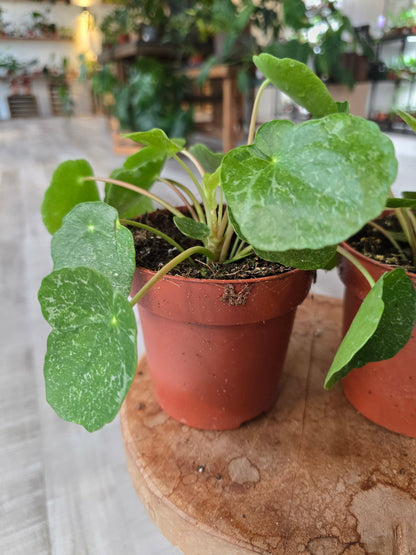 Pilea peperomioides 'Sugar'