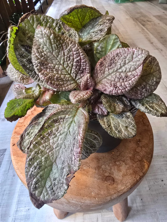 Episcia cupreata 'Tierra Plata'