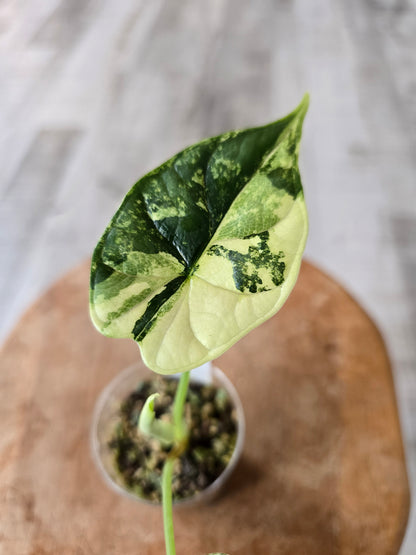 Alocasia Dragon Scale albo (JP)