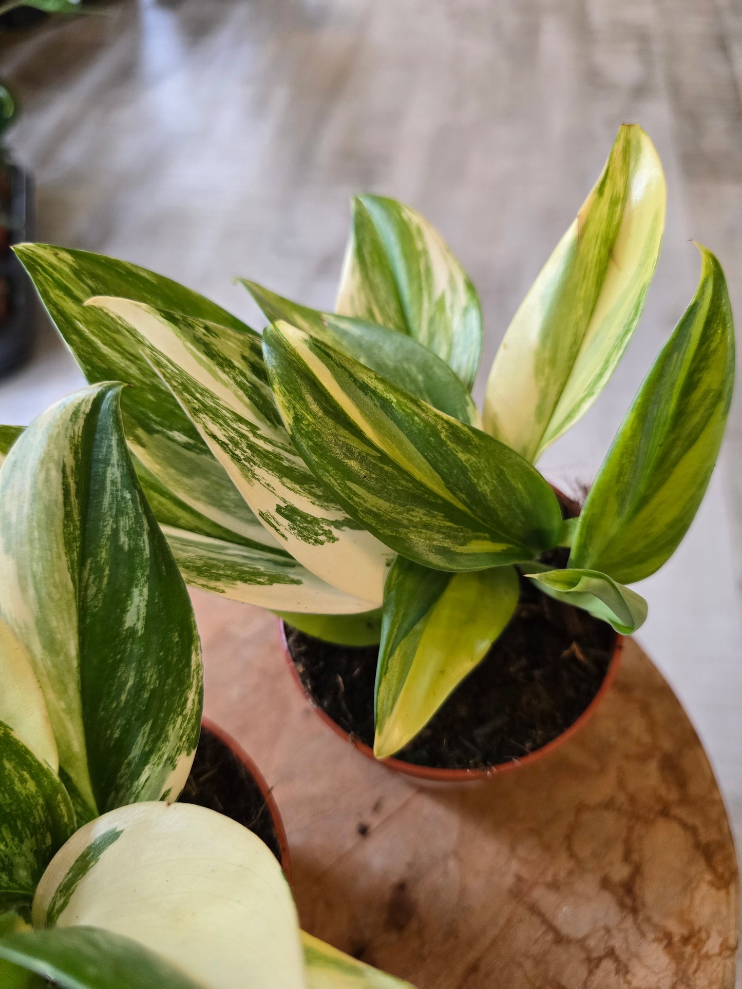 Scindapsus treubii Tricolor