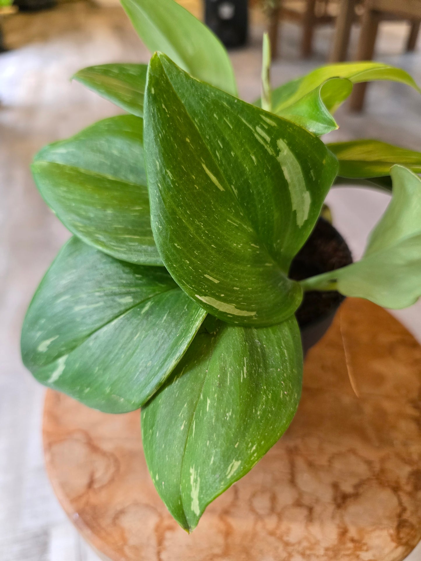 Scindapsus 'Rubicon'