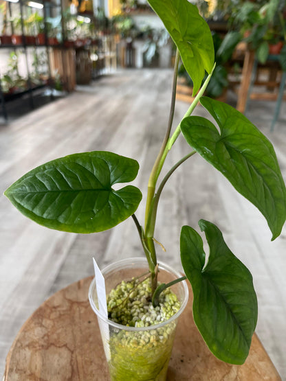Syngonium sp. Costa Rica (JP)