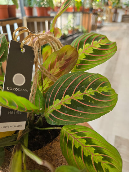 Prayer Plant