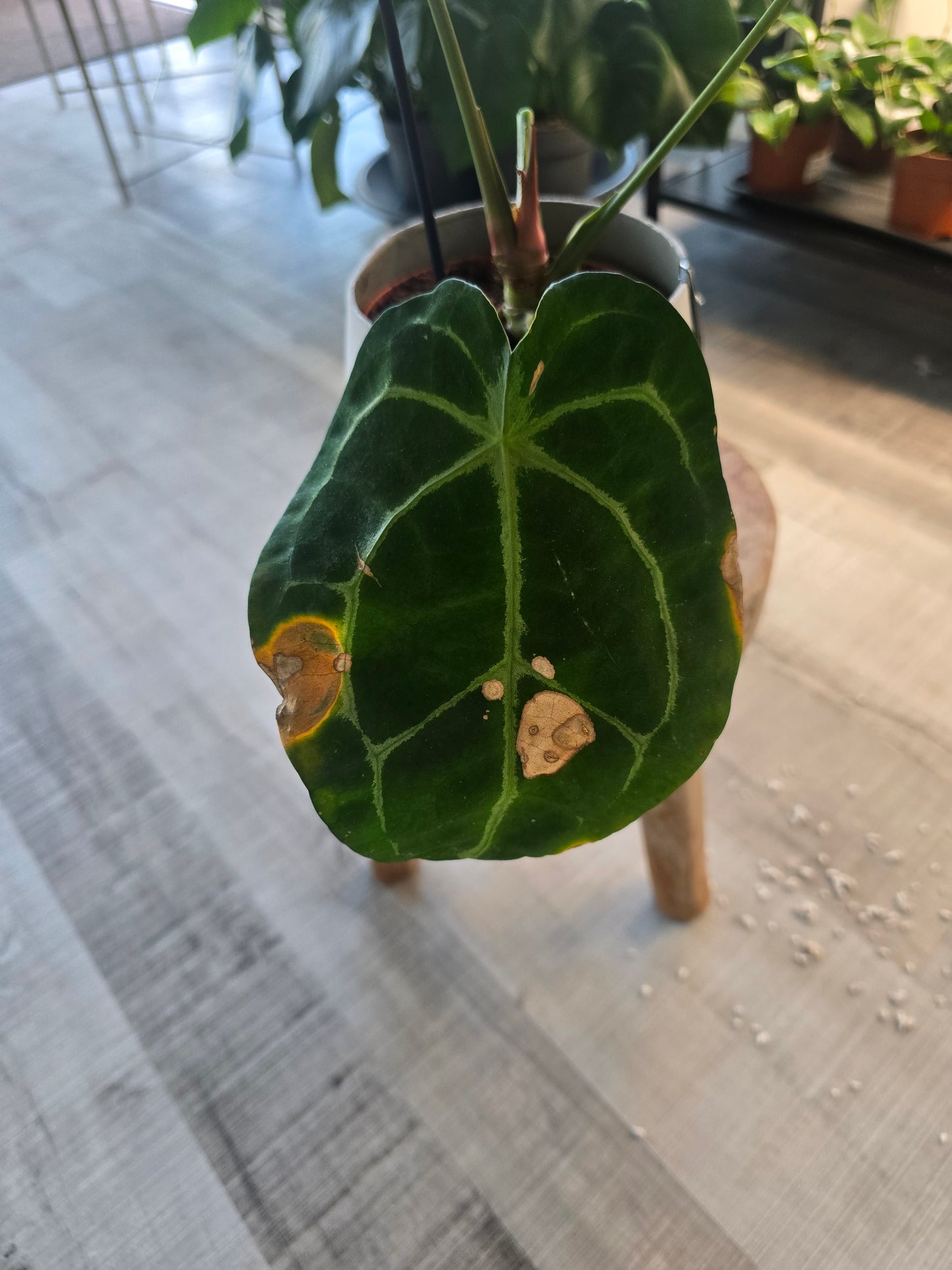 Anthurium forgetii x nigrolaminum gigi (1)