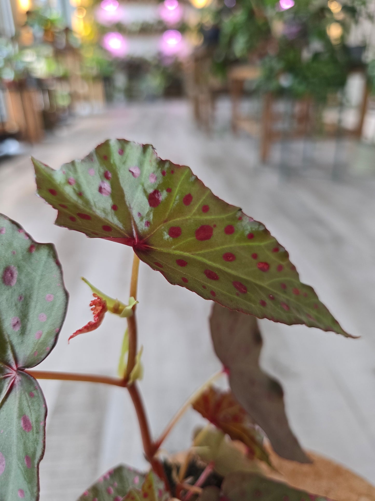 Begonia Amphioxus x Malachosticta