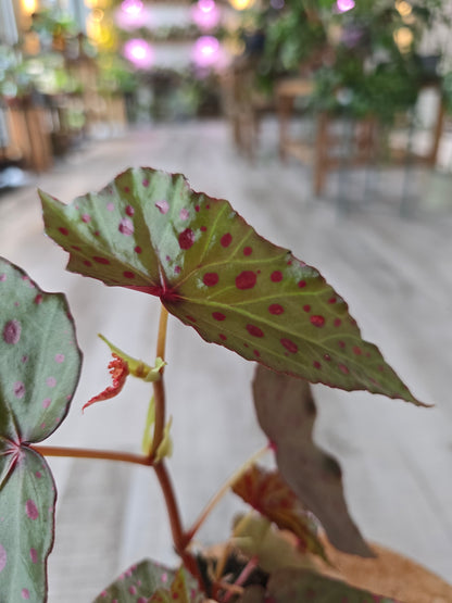 Begonia Amphioxus x Malachosticta