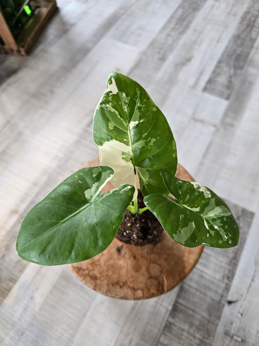 Alocasia Macrorrhiza albo variegata