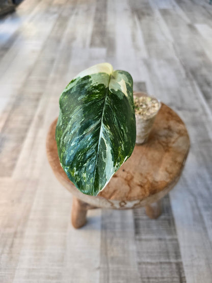 Monstera Lechleriana (RC2)