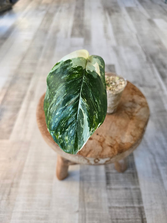 Monstera Lechleriana (RC2)