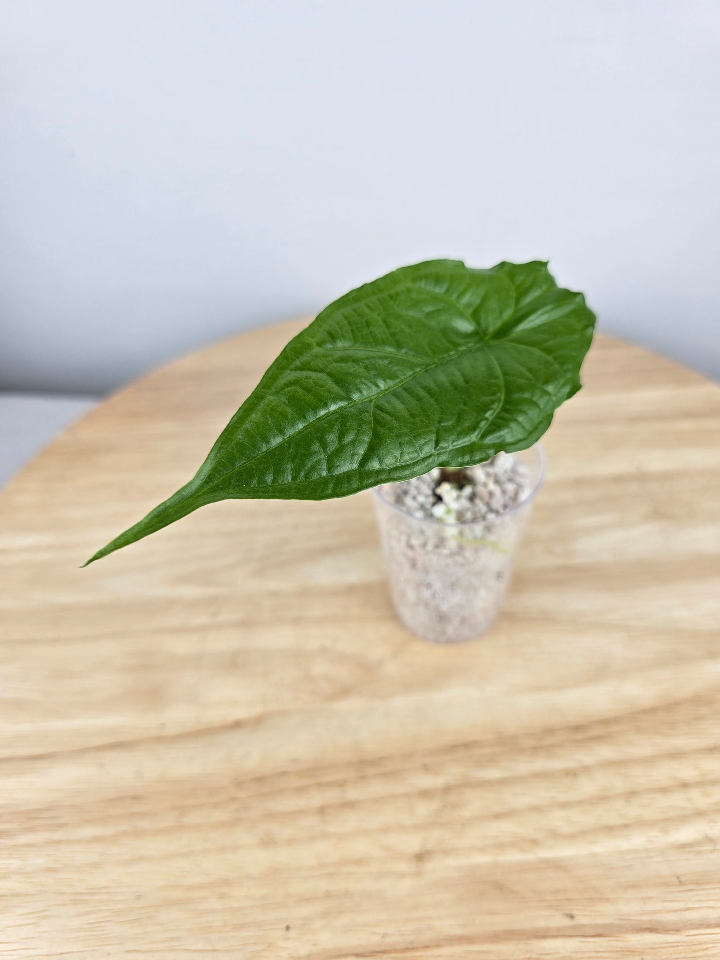 Alocasia Heterophylla Dragon's Breath (JP)
