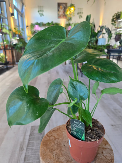 Monstera deliciosa