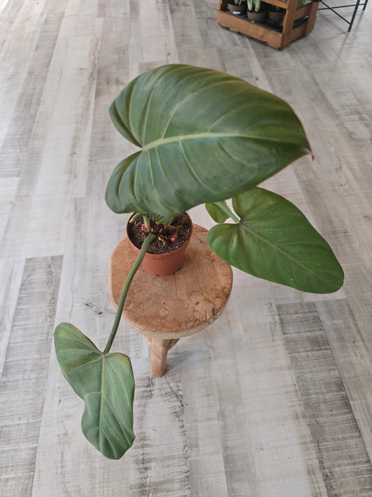 Philodendron Summer Glory (SC)