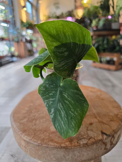 Monstera dubia (RC)