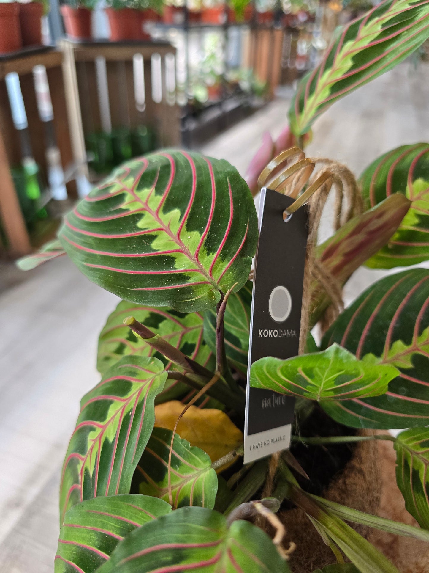 Prayer Plant